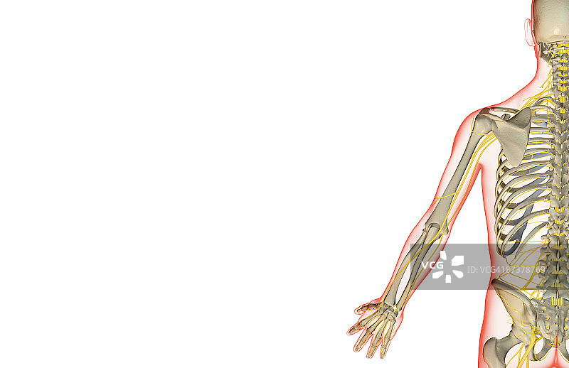上肢神经图片素材