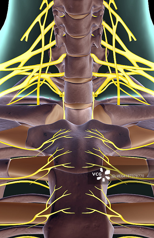 颈部神经图片素材