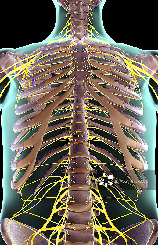 躯干神经图片素材