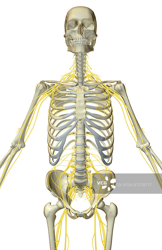 上半身神经分布图片素材