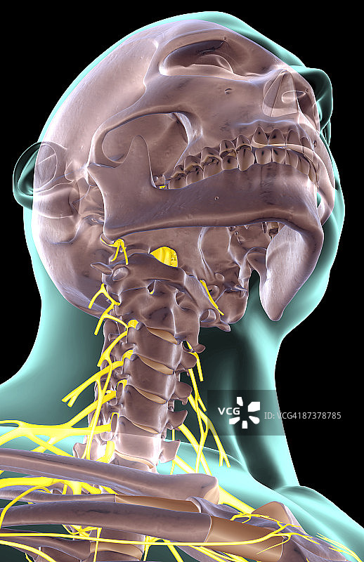 颈部神经图片素材