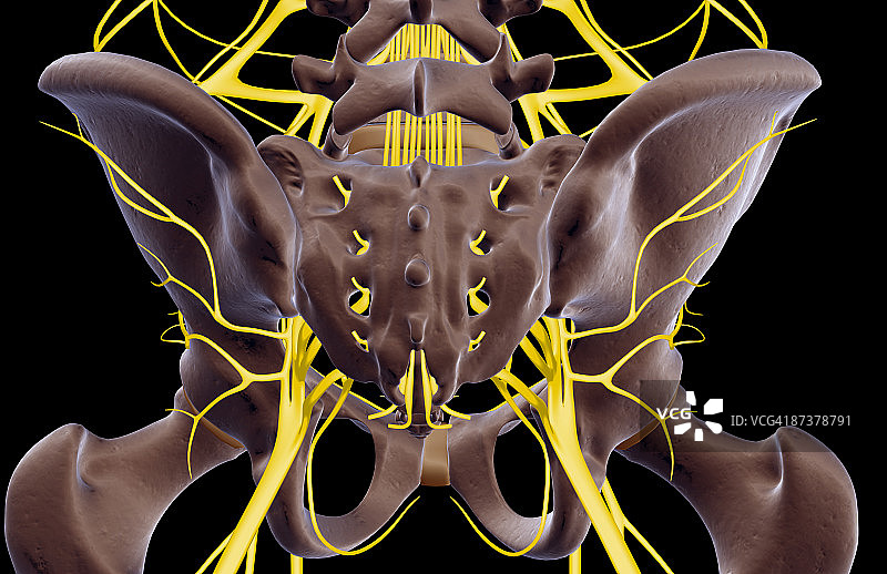 盆骨神经图片素材