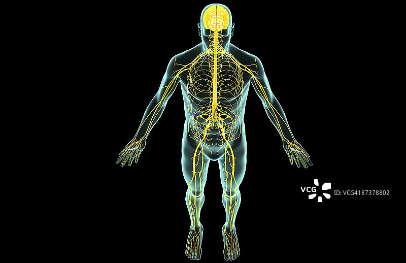 神经系统图片素材