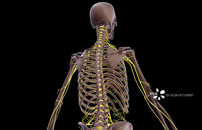 上半身神经分布图片素材