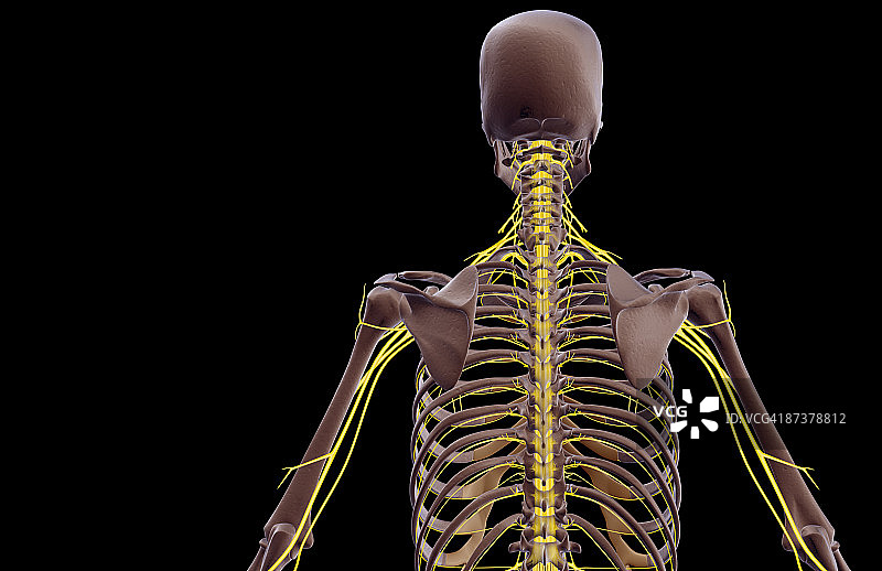 上半身神经分布图片素材