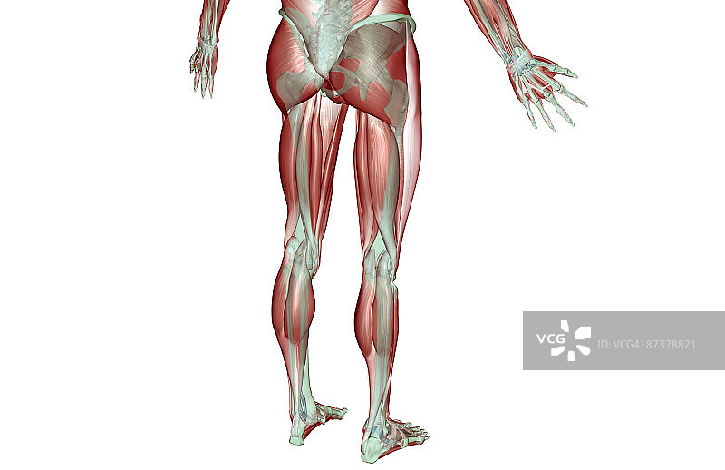 下半身的肌肉骨骼图片素材