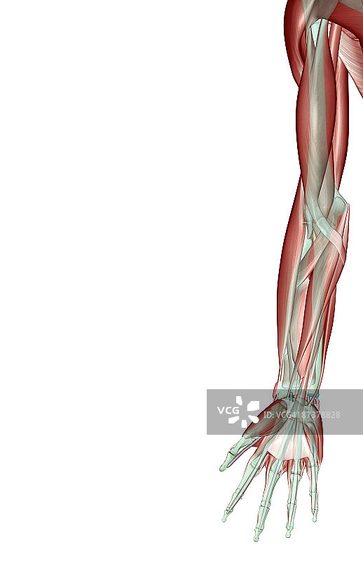 上肢肌肉骨骼图片素材