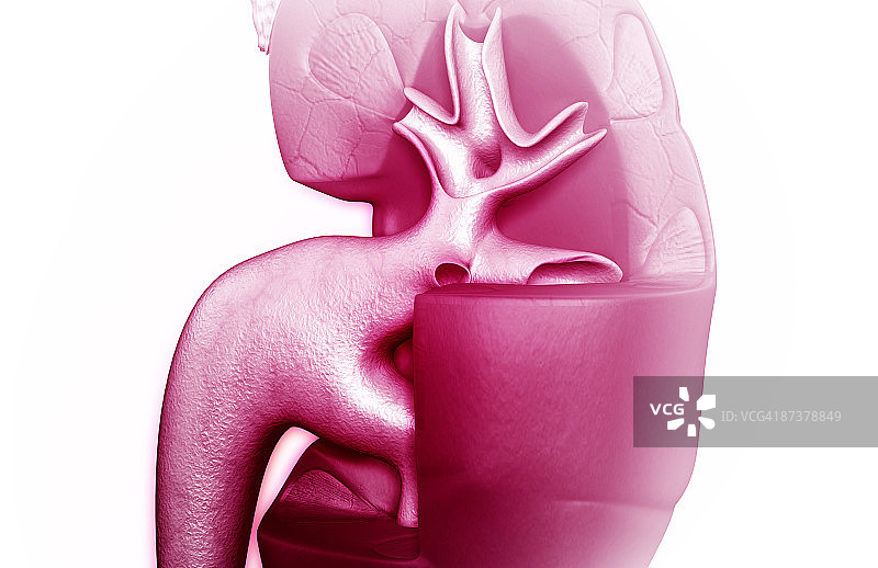 肾脏结构图片素材