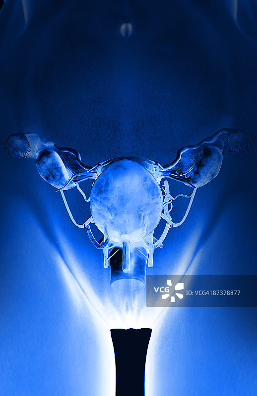 女性生殖系统图片素材