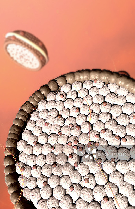 低密度脂蛋白图片素材