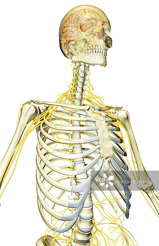 支配上半身的神经图片素材