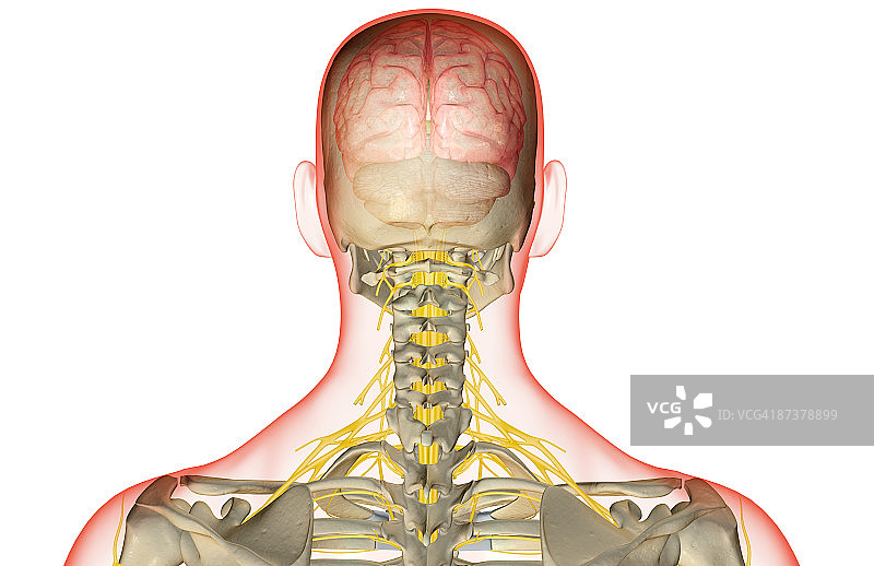 头颈部的神经分布图片素材