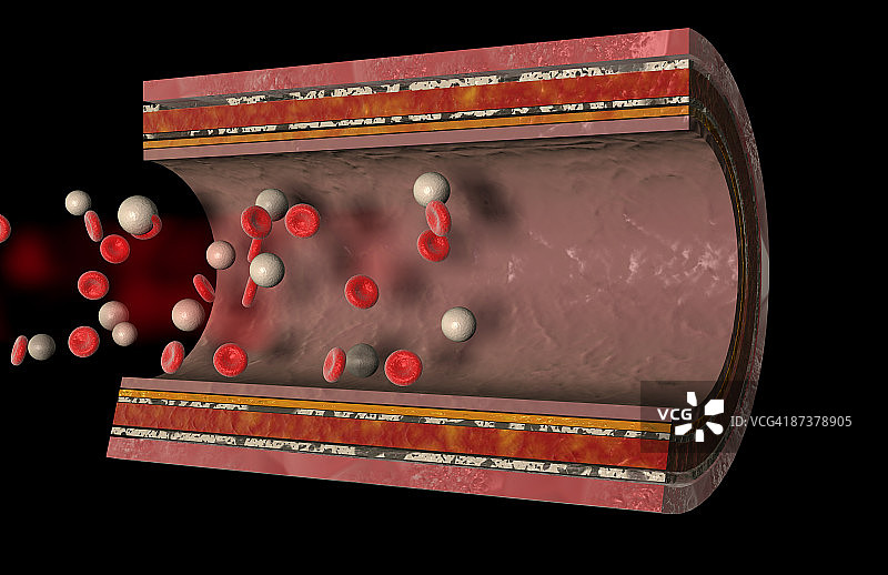 动脉壁图片素材