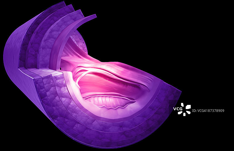 静脉壁结构图片素材