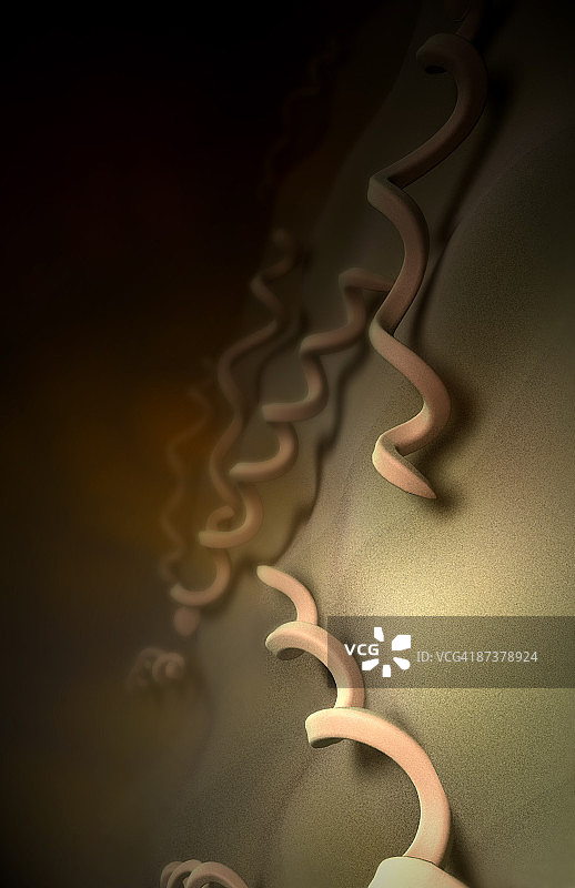 梅毒螺旋体图片素材