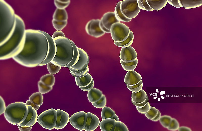 链球菌图片素材