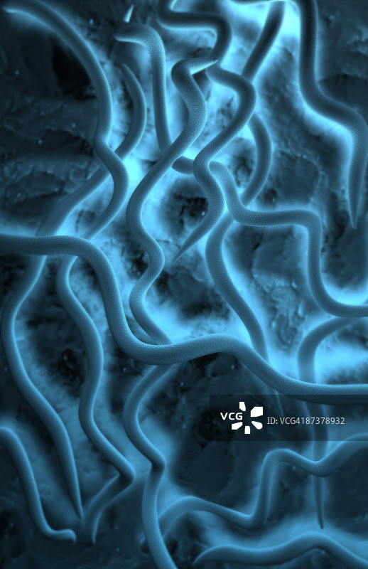 莱姆病细菌图片素材