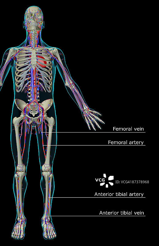 血管系统图片素材