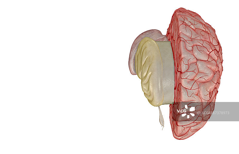 大脑动脉图片素材