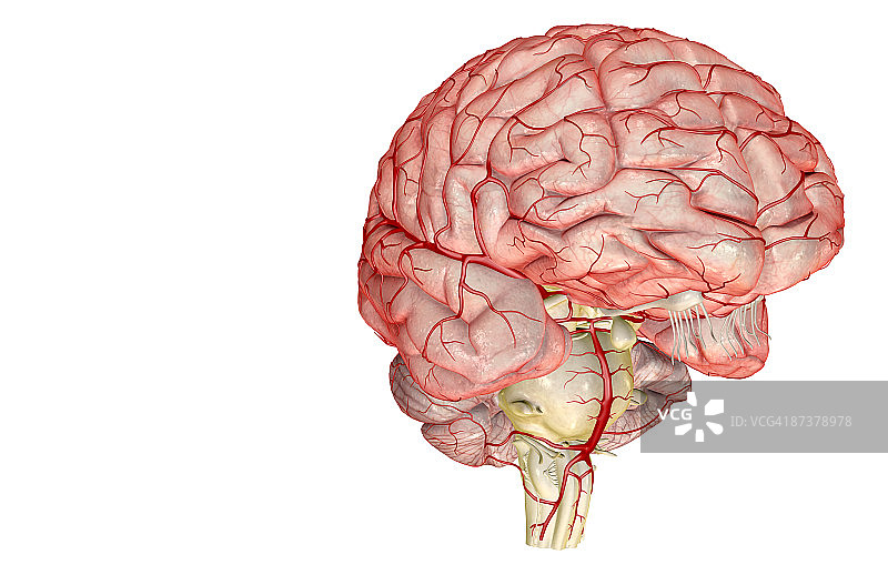 大脑动脉图片素材