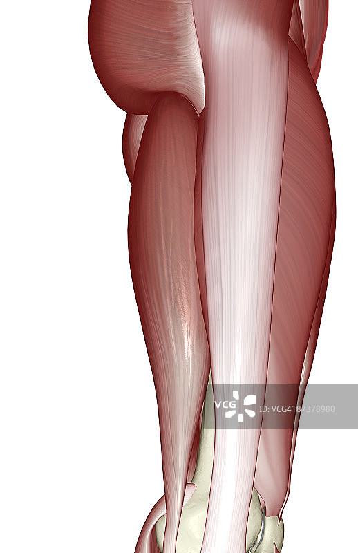 大腿肌肉图片素材