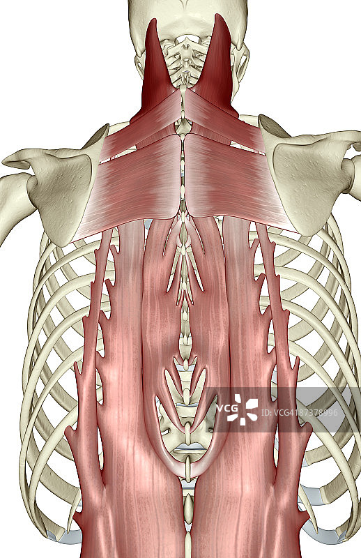 背部深层肌肉图片素材