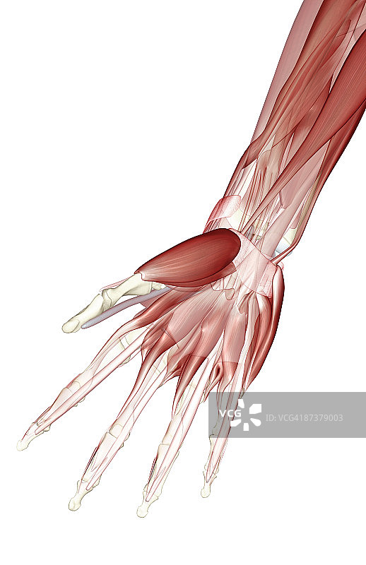 手部肌肉图片素材