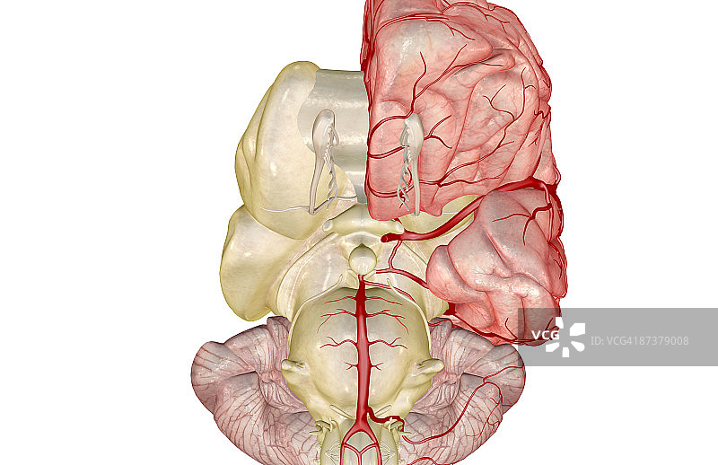 脑部动脉图片素材
