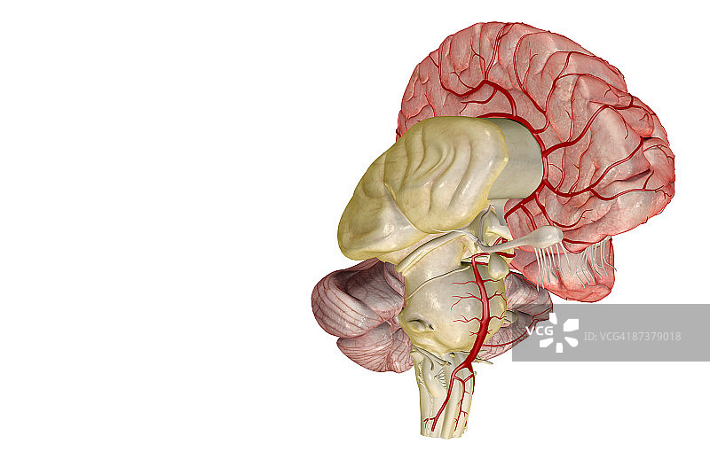 脑部动脉图片素材