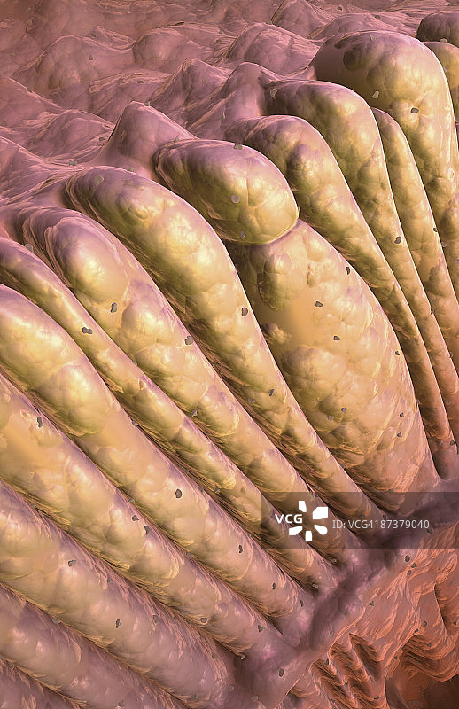 视杆细胞和视锥细胞图片素材