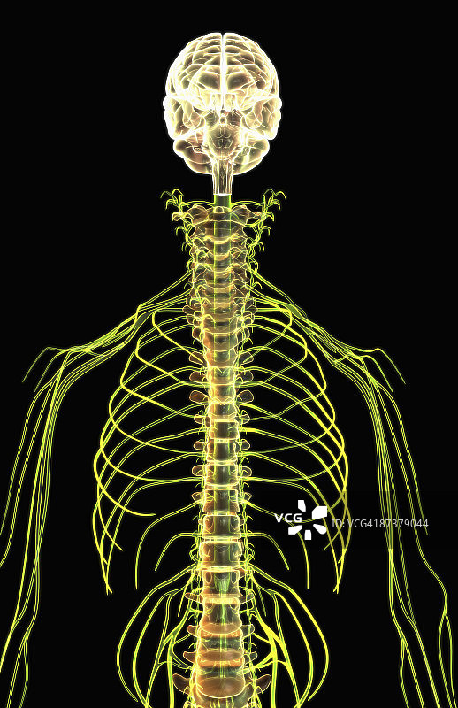 大脑与上半身神经图片素材