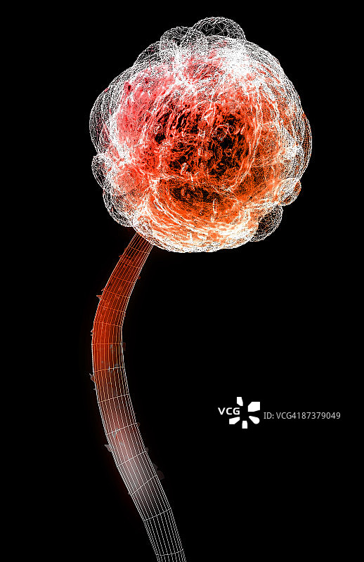 葡萄穗霉图片素材