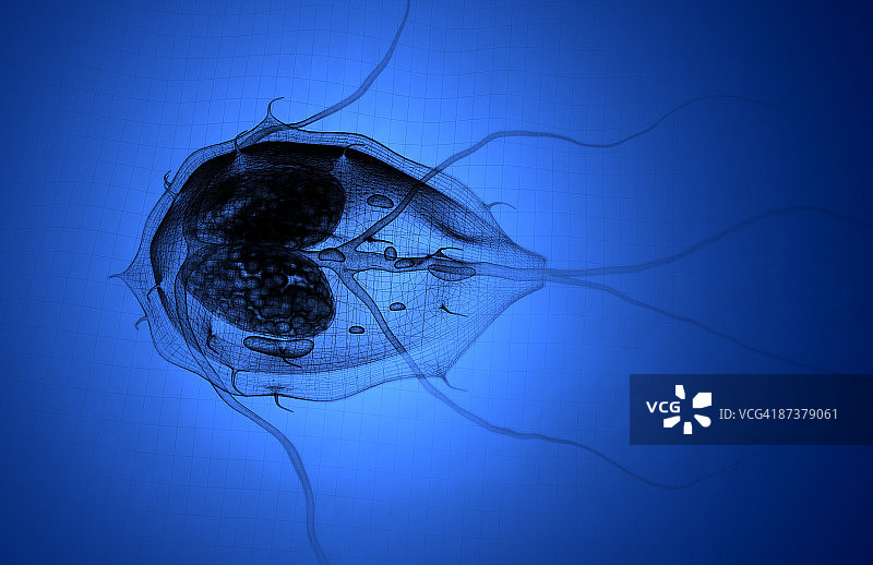 贾第鞭毛虫病图片素材