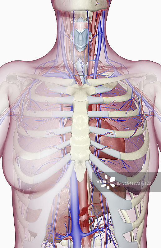上半身的血液供应图片素材
