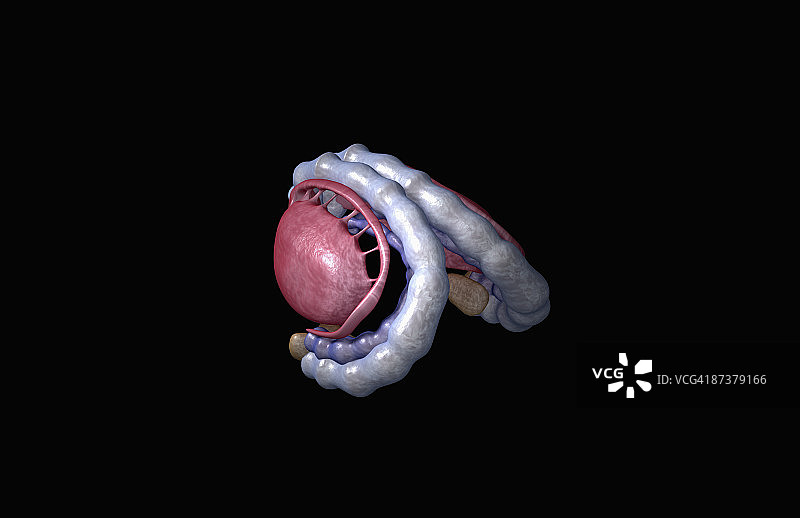 边缘系统图片素材