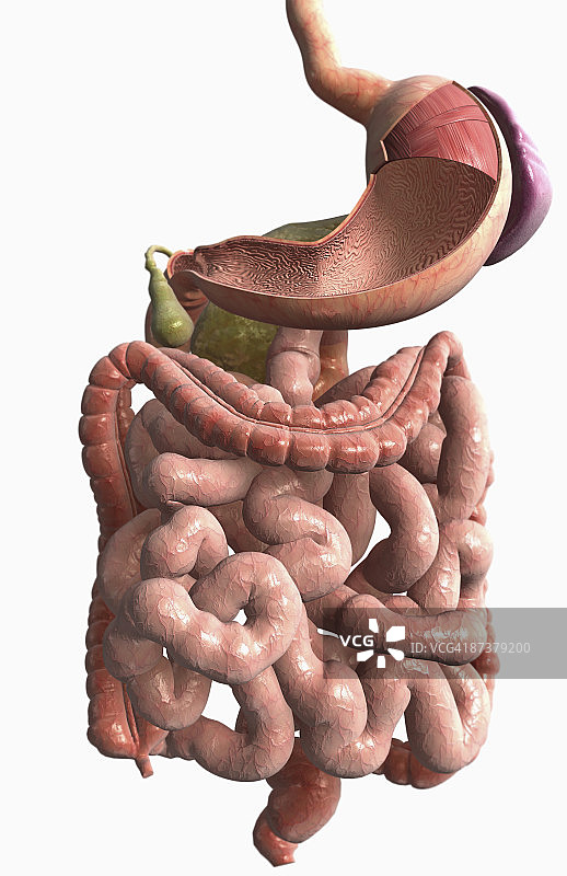 消化系统图片素材