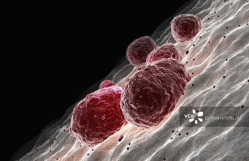 巨核细胞图片素材