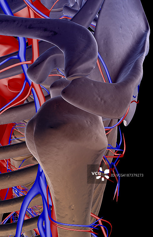 肩部的血液供应图片素材