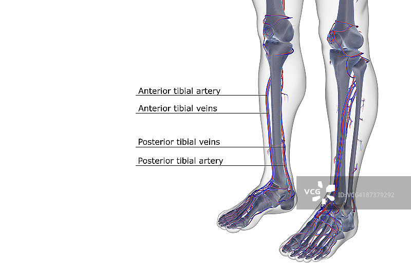 腿部血液供应图片素材