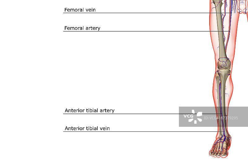 下肢的血液供应图片素材