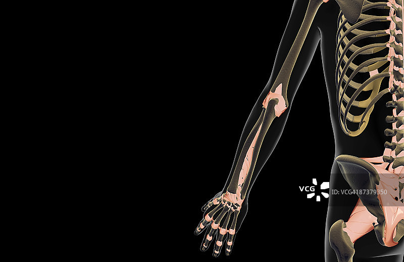 上肢的韧带图片素材