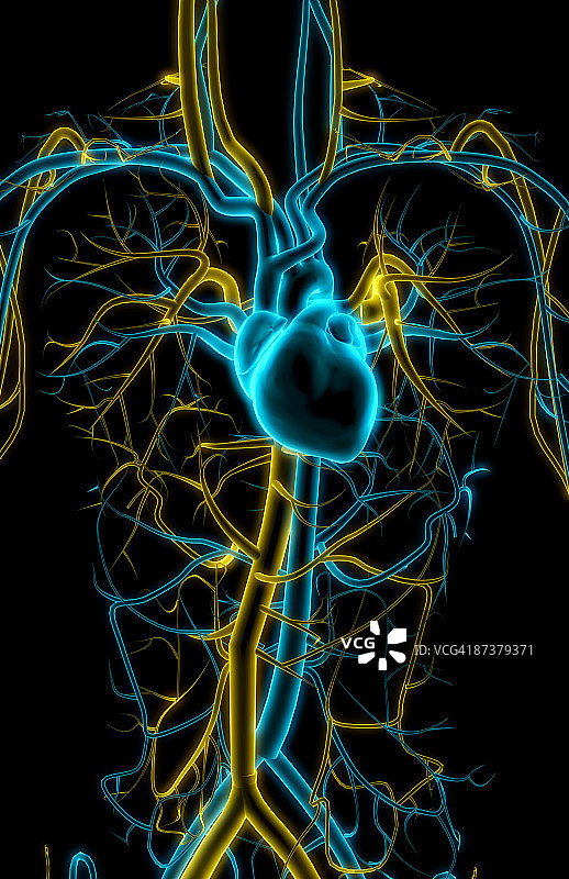 上半身的血管图片素材