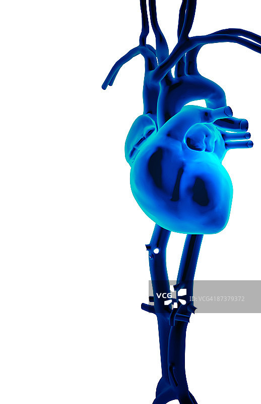 心脏及其主要血管图片素材