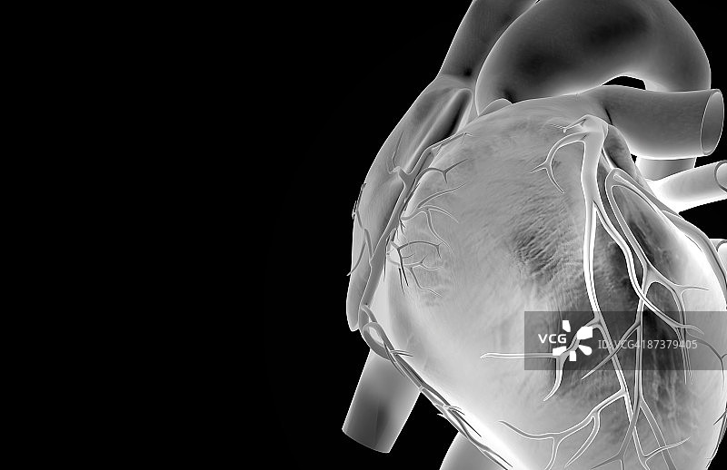 心脏的冠状血管图片素材