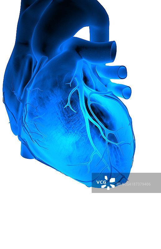 心脏的冠状血管图片素材