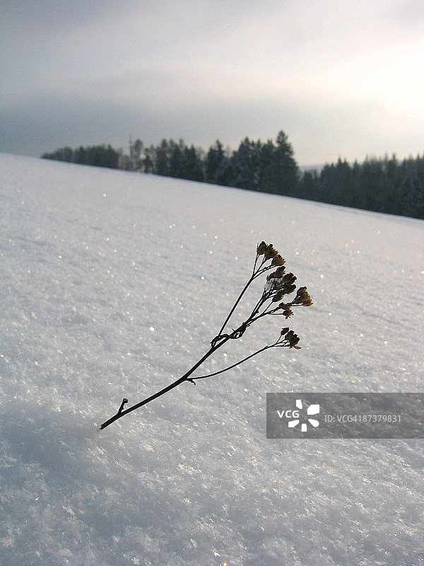 风雪中勇敢的花朵图片素材