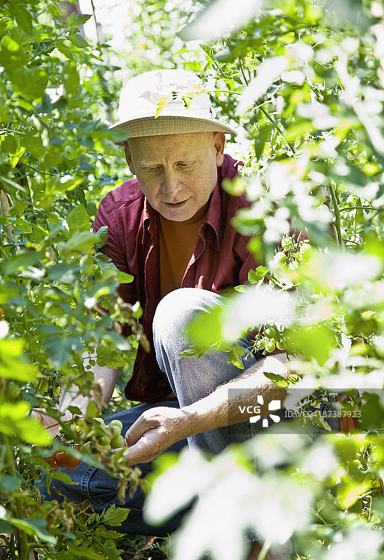 男人在修剪花园图片素材