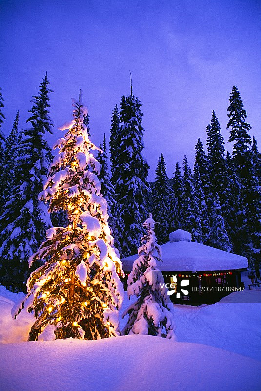 圣诞灯树，幽鹤国家公园翡翠湖，加拿大不列颠哥伦比亚省图片素材