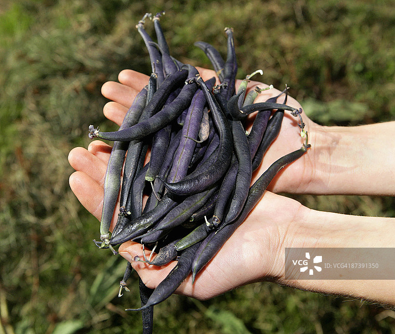 农场工人手捧豆子图片素材