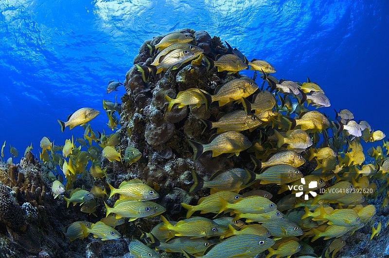 珊瑚礁上的石鲈鱼群，墨西哥科苏梅尔图片素材